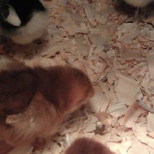*
Ms. Flo (Florence Nightingale) - Dark Rhode Island Red