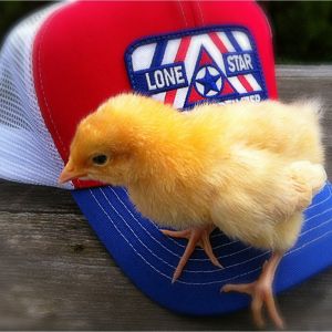 This is Schatzi... well, Schatzi v2.0, her predecessor bit it in a teachable moment for us.  Had the water too close to the side of the brooder and she got stuck & drowned.  So her replacement (another buff orp) is on the scene and really hates my feed store hat for some reason...