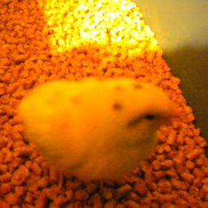 Baby Nugget!
