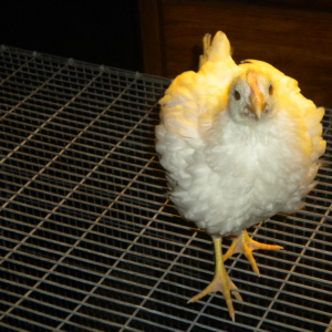 Teen Nugget.