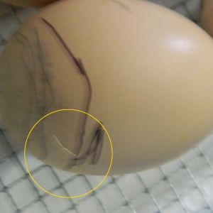 The first eggs that pipped