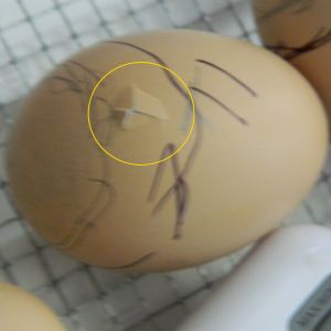 The first eggs that pipped