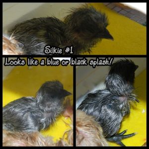 The first silkie....they made me wait till the very END!!!