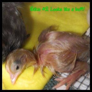 The 2nd silkie...