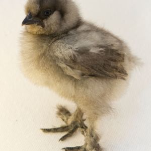 At two weeks old