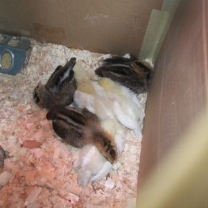 Sleepy Chicks - 2 weeks 3 days old