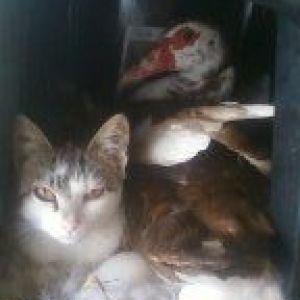 Strange bedfellows.  Earlier 2 kittys had horned in on her but she's NOT budging off that nest!