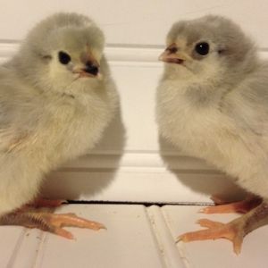 Lavender Orps.... less than a week old