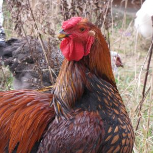 Chipotle, our golden-laced wyandotte rooster.