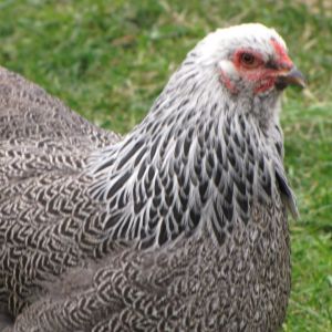 Dark brahma hen.