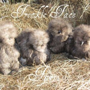 *
silkies