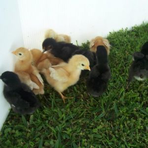 *
They like the bugs in the grass!