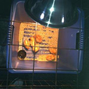 Our baby chicks - cozy and warm in their brooder.