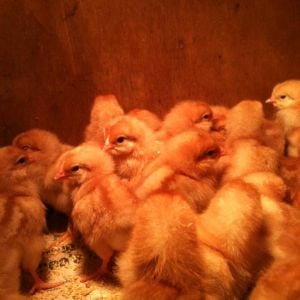 All the chicks at the farm before we picked out ours