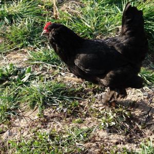 orijinal marandi breed