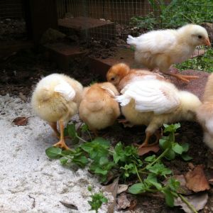 Tiny Chicken Society Meeting called to order!
