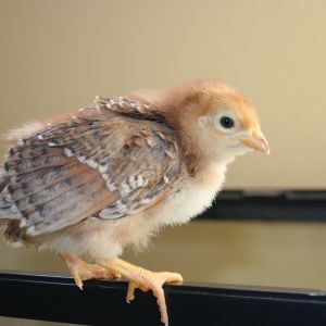 Buttercup hatched 15 days ago. She is a Gold Laced Wyandotte.  Her personality so far is curious and very sweet. The first chick to try and fly and the first to fly on top the Brooder. She likes people the most.