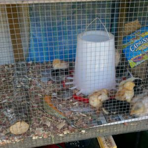 New Additions to our house.. We lost our others last year at my father in laws due to coyotes... No gonna happen again.. Bigger better amazing coop being built..