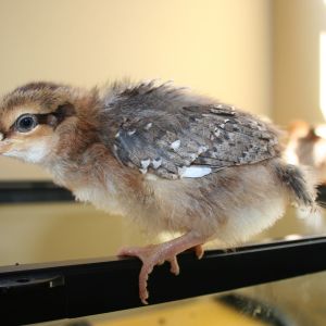 This is Poppy who hatched 15 days ago. She is a Speckled Sussex. She a sweet bird a little shy. I love her eyeliner.