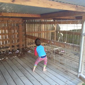 Inside the pens ... my son doing the Chicken Dance