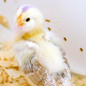 Countess -- (nearly) 3 week old Salmon Faverolle