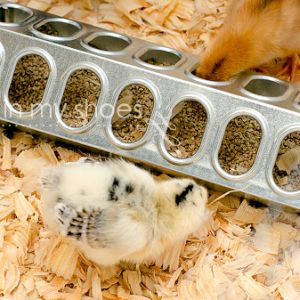 Rhode Island Red and Easter Egger (Lady Mary)