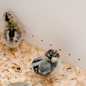 Easter Egger (Edith) and SLW (Sybil)