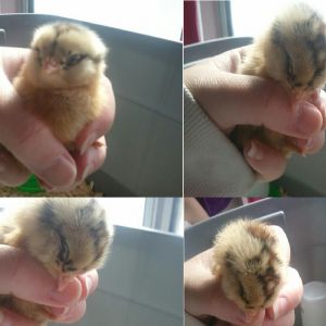 *
this is chick~this is chick getting sleepy~ chick is really sleepy~Passed out night night ~LOL