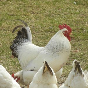 Brutus and his girls - closeup