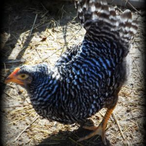 My new Barred Rock Pullet! Can't wait to get them w/ the rest of my flock!