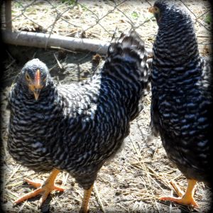 Both of my pullets together.