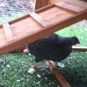 *
Henrietta