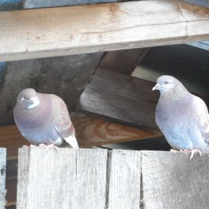 Our pretty little pigeons