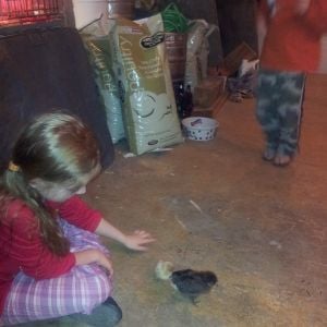 The kids and the newest Spice Girls - from left to right - Vanilla (Amerucana), Sage (Australorp), Clove (Amerucana).