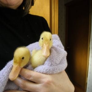 Strike a pose, there' nothing to it!
 Our 3 week old Pekin Ducks after their bath
