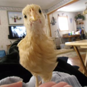 Amber-Buff Orpington.  You looking at Me!  Born 3/15/13 and was given to me from my nieces daughter's 4H swap!  So I got 5 eggs and 3 of them were roos!  GO Figurer!