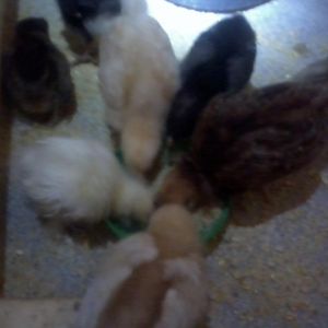Babies. Silkie, RIR ,Buff Opington, Cinnamon queen, 2 cuckoo marans, 2 Easter eggers.