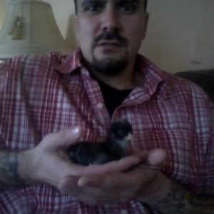 Dixie an easter egger.