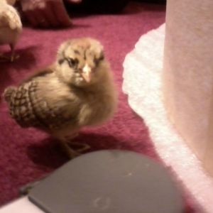 Easter egger