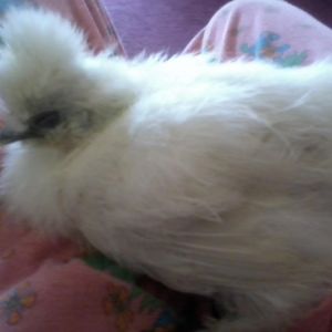 silkie