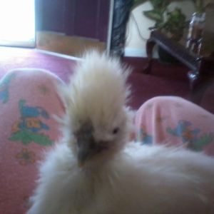 Charmin the silkie.
