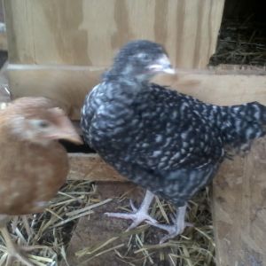 Comet the Cinnamon queen and Maggie a cuckoo maran