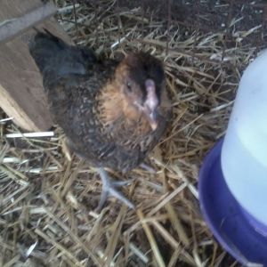 Easter egger