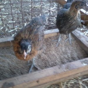 Both easter eggers