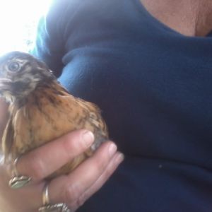 Dixie an easter egger