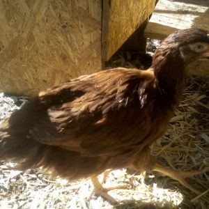 Red an Rhode Island Red