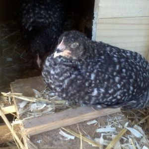 Cuckoo maran