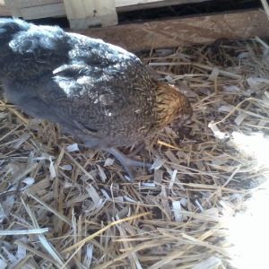 Easter egger