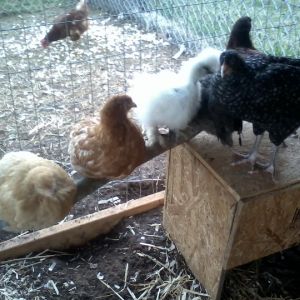 enjoying their new outside home