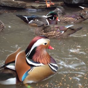 Ducks in pond